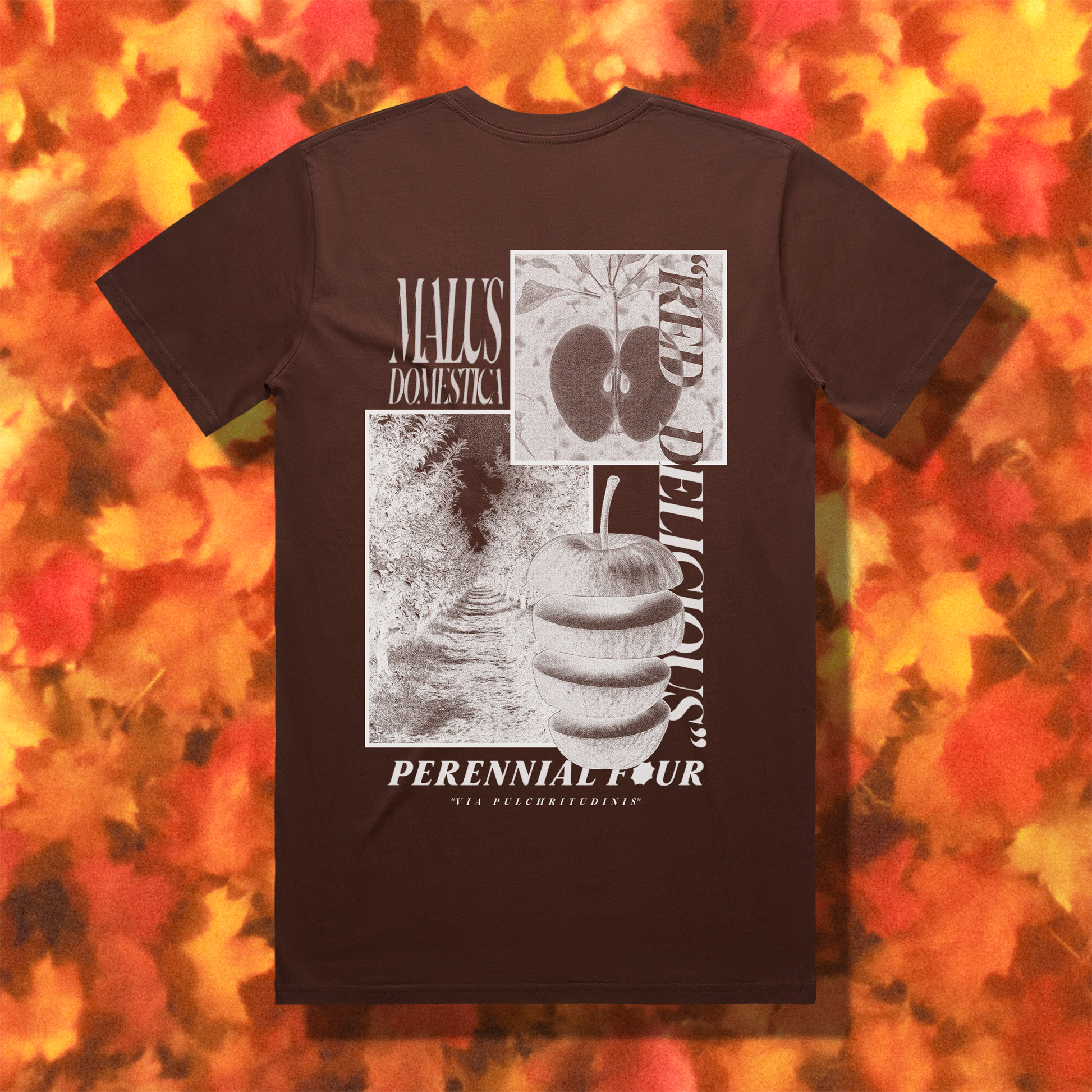 "RED DELICIOUS" // CHESTNUT