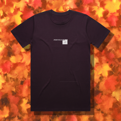 "ACER PALMATUM" // PLUM